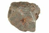 Canyon Diablo Iron Meteorite ( g) - Arizona #270680-1